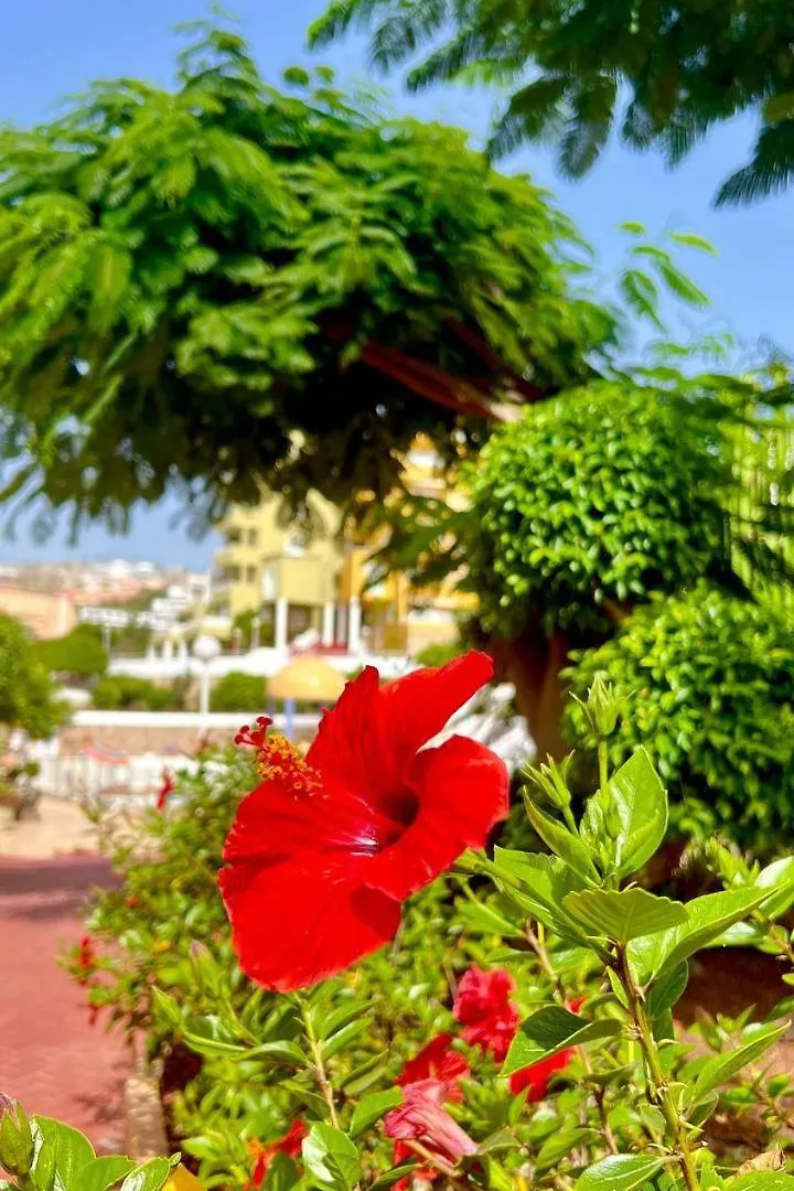 Ocean View Apartment In Orlando Costa Adeje  0*, Costa Adeje (Tenerife) España